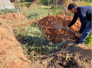 Making the organic plantation with green and brown biomass