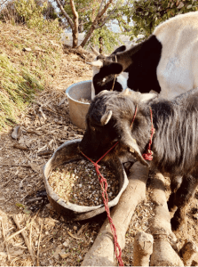  The farm’s cow and buffalo calf are seen eating the rich feed mentioned in the above process. (photo credit: Stepanie Chia)